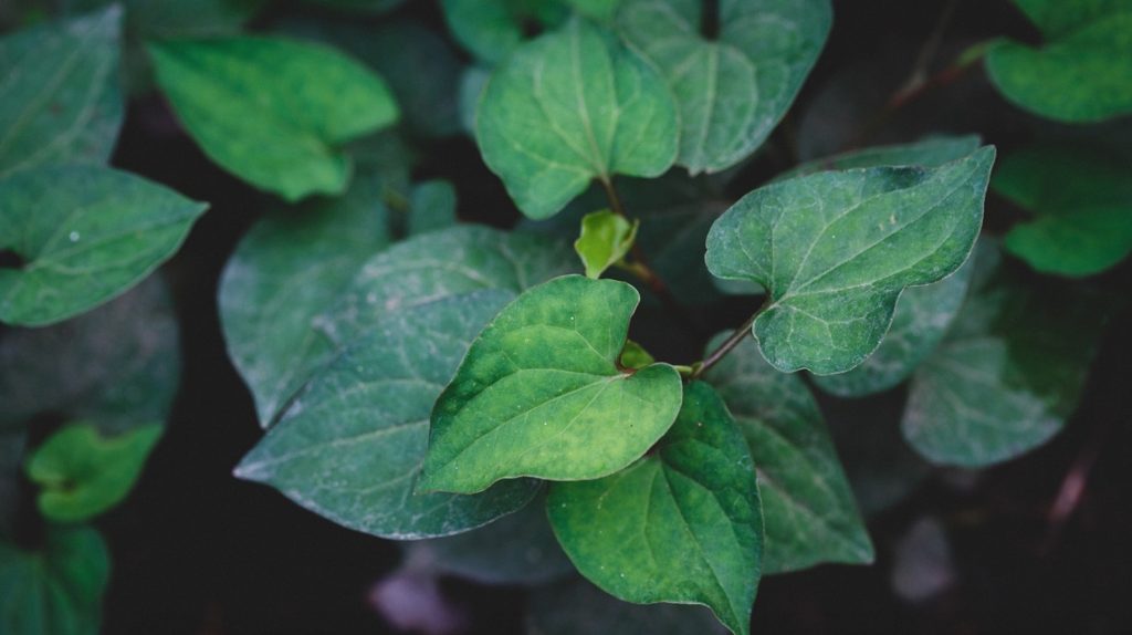 พลูคาว สมุนไพร เพื่อเสริมภูมิคุ้มกัน ป้องกันโรค - helloGIFF