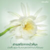 snow_lotus_1 เจล